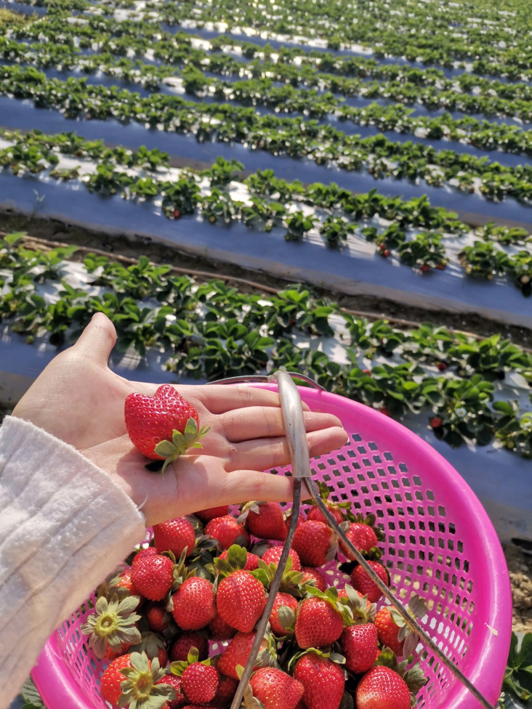 蚌埠海上明珠草莓采摘图片