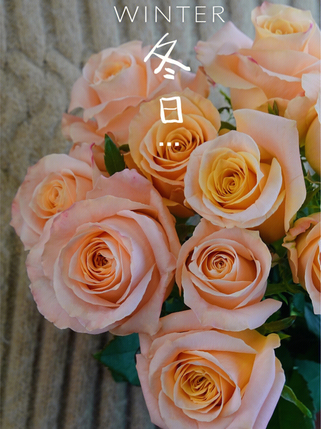 微光玫瑰花语图片