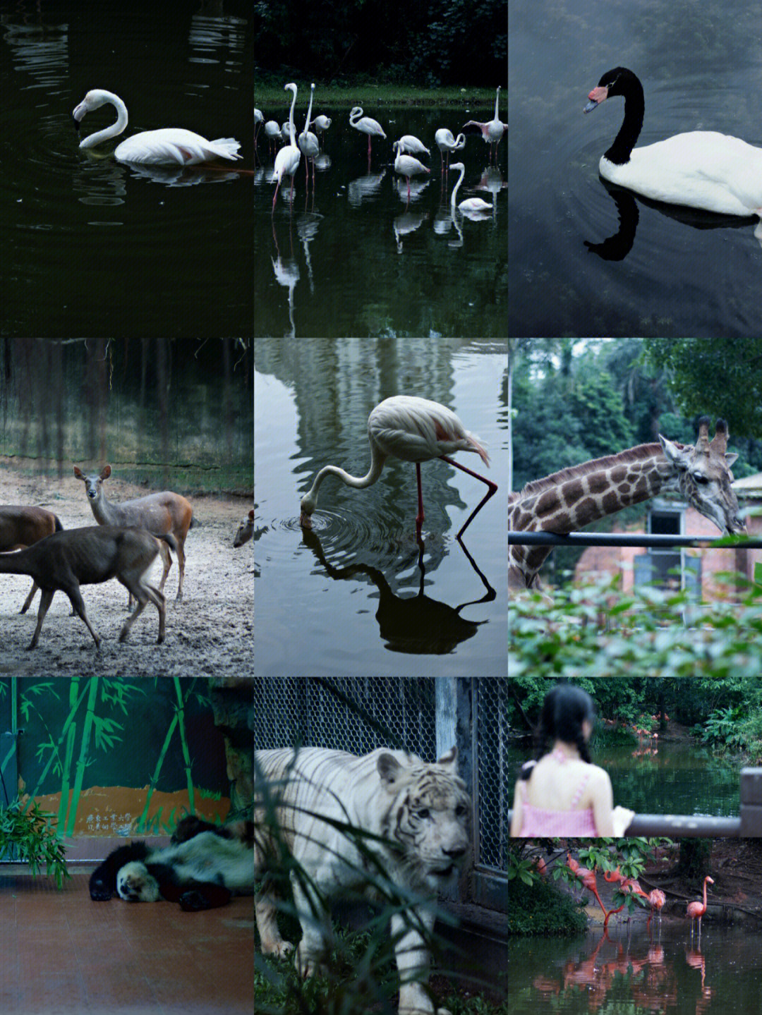 广州动物园动物名单图片