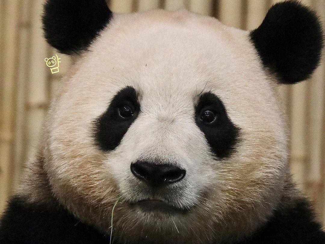 大熊猫福来超话社区图片