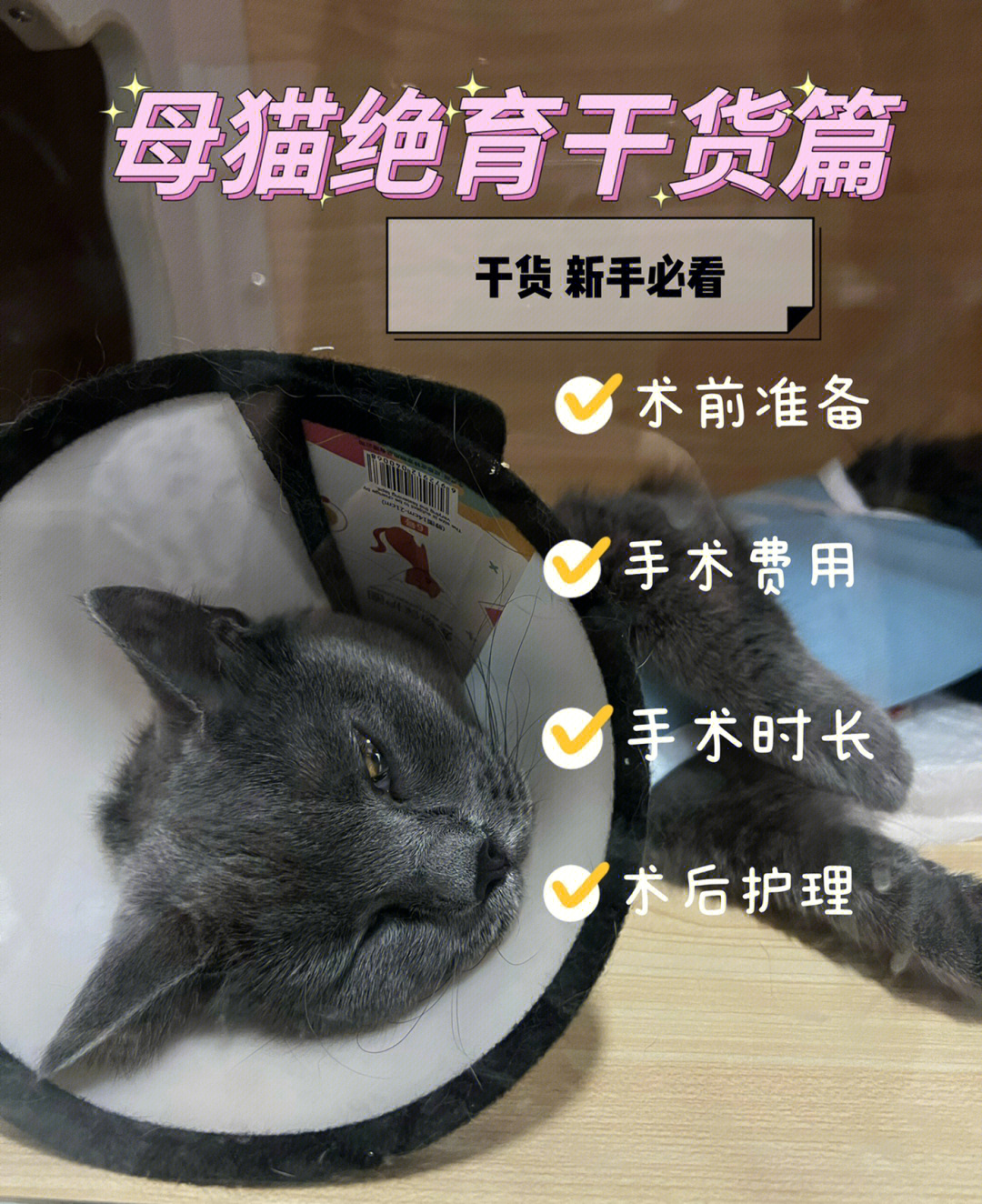 猫绝育多少钱图片