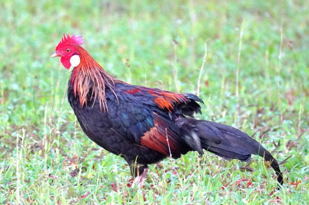 红头鸡是保护动物图片