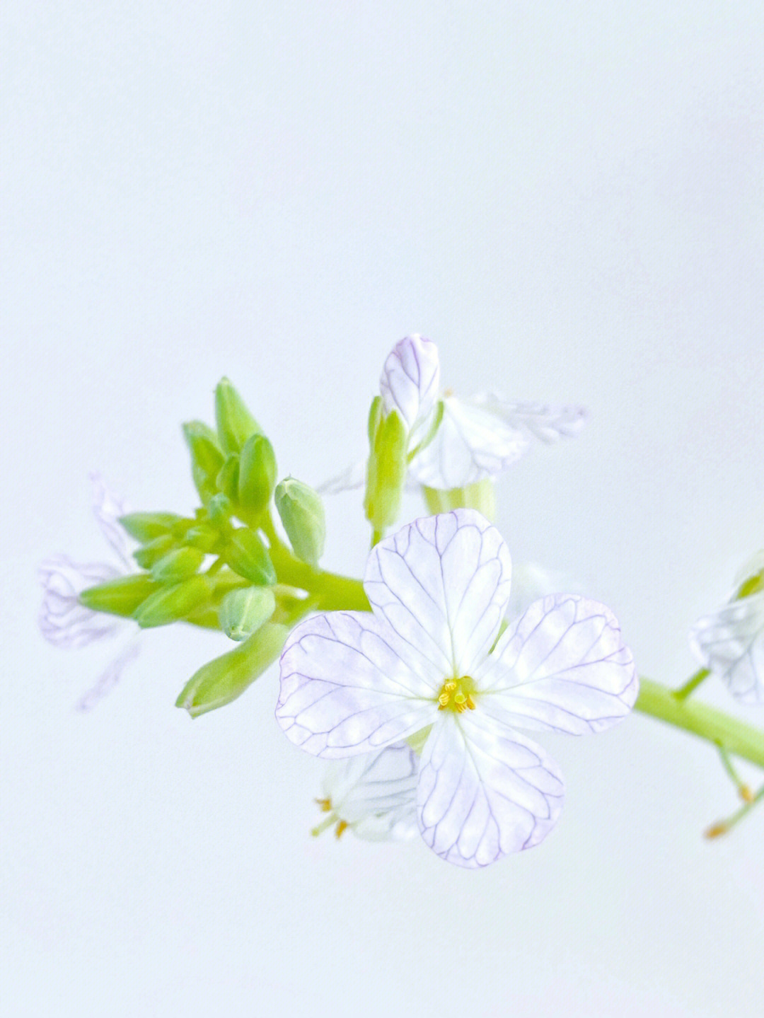 原来萝卜花这么美