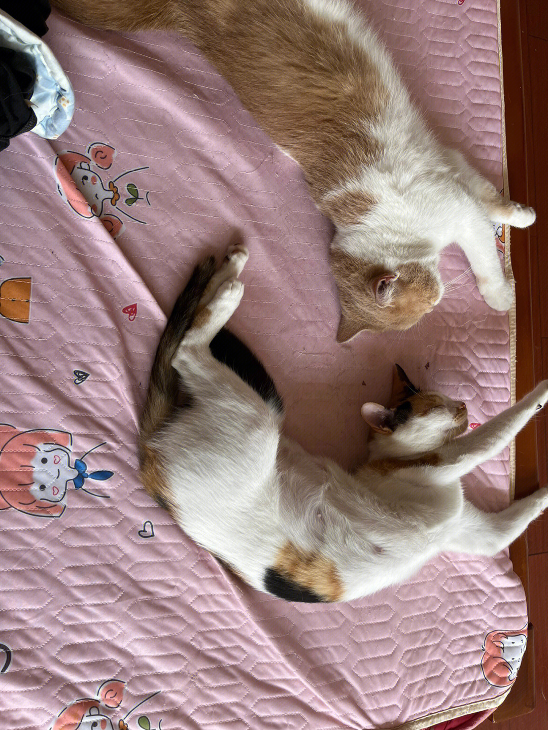 家里两只猫的日常生活
