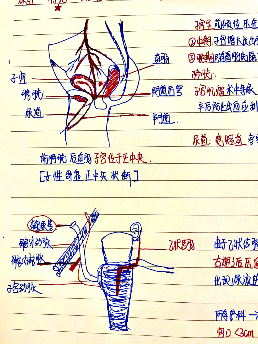 顶开omega腔道成结受孕图片