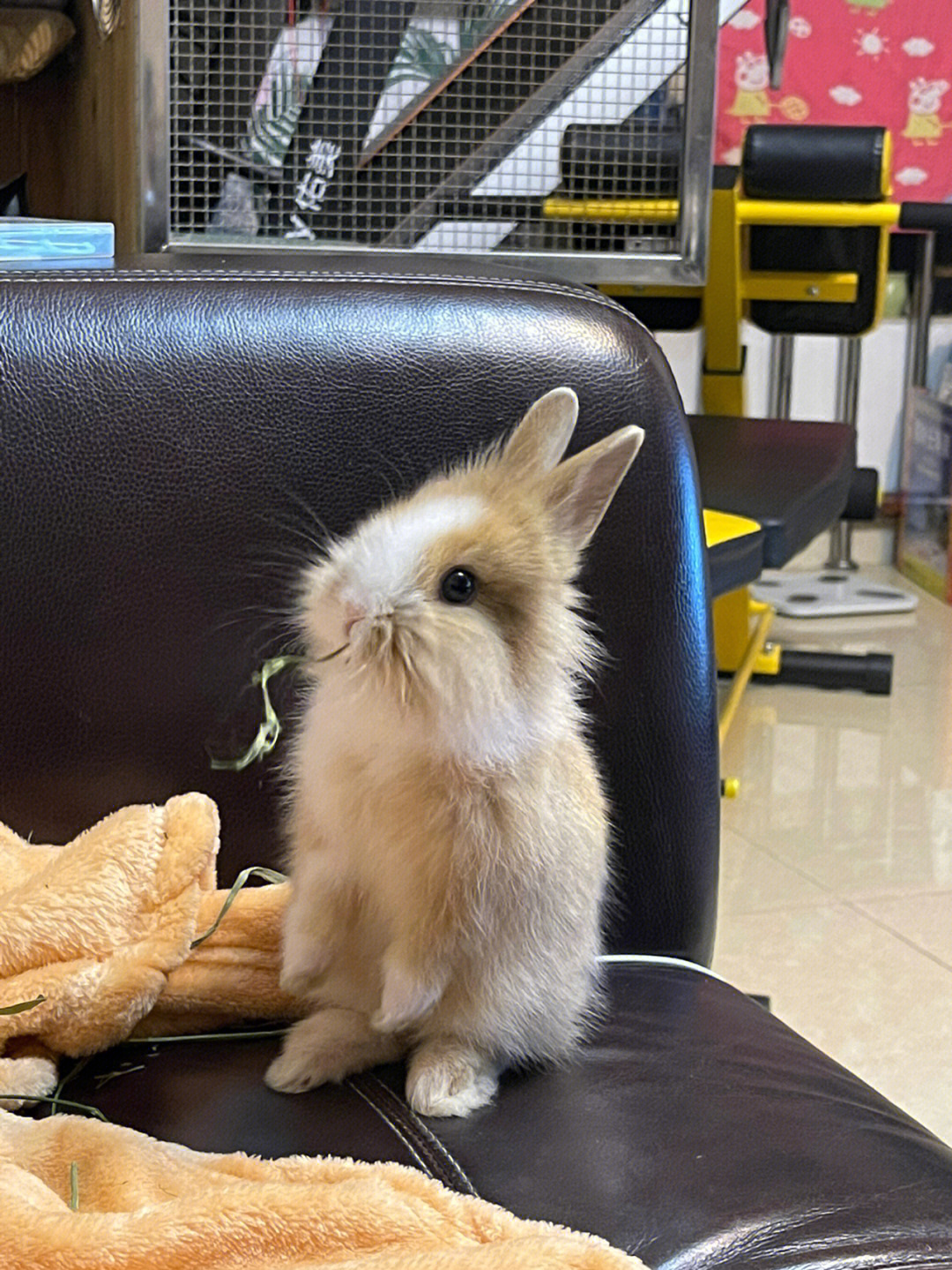 小兔子小兔子长大