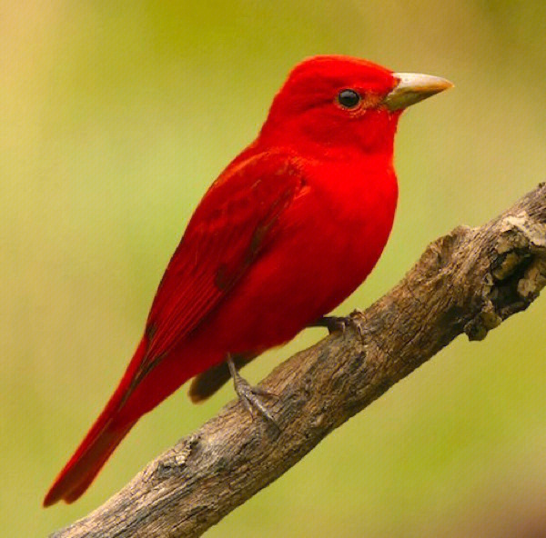 全身红色的鸟图片