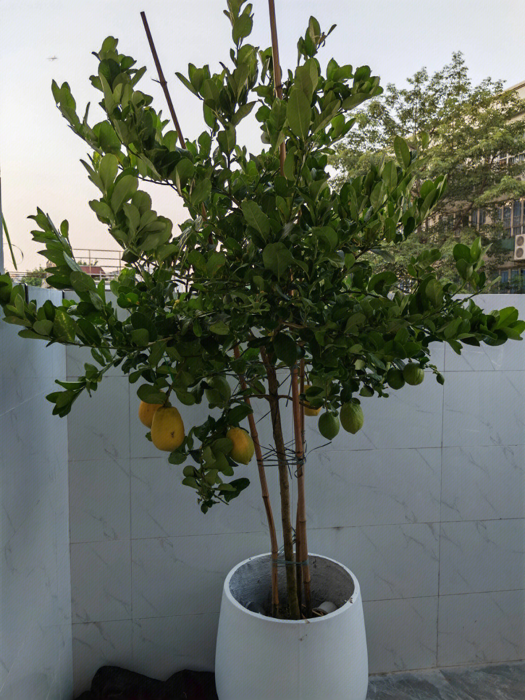 怎么办!好想哭!新买的柠檬树,那是三天前的状态叶子都脆了,还能救吗?