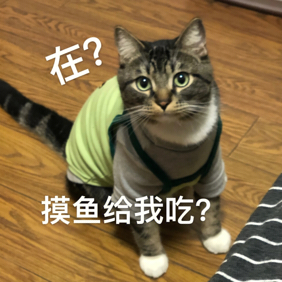 猫猫抿嘴表情包图片