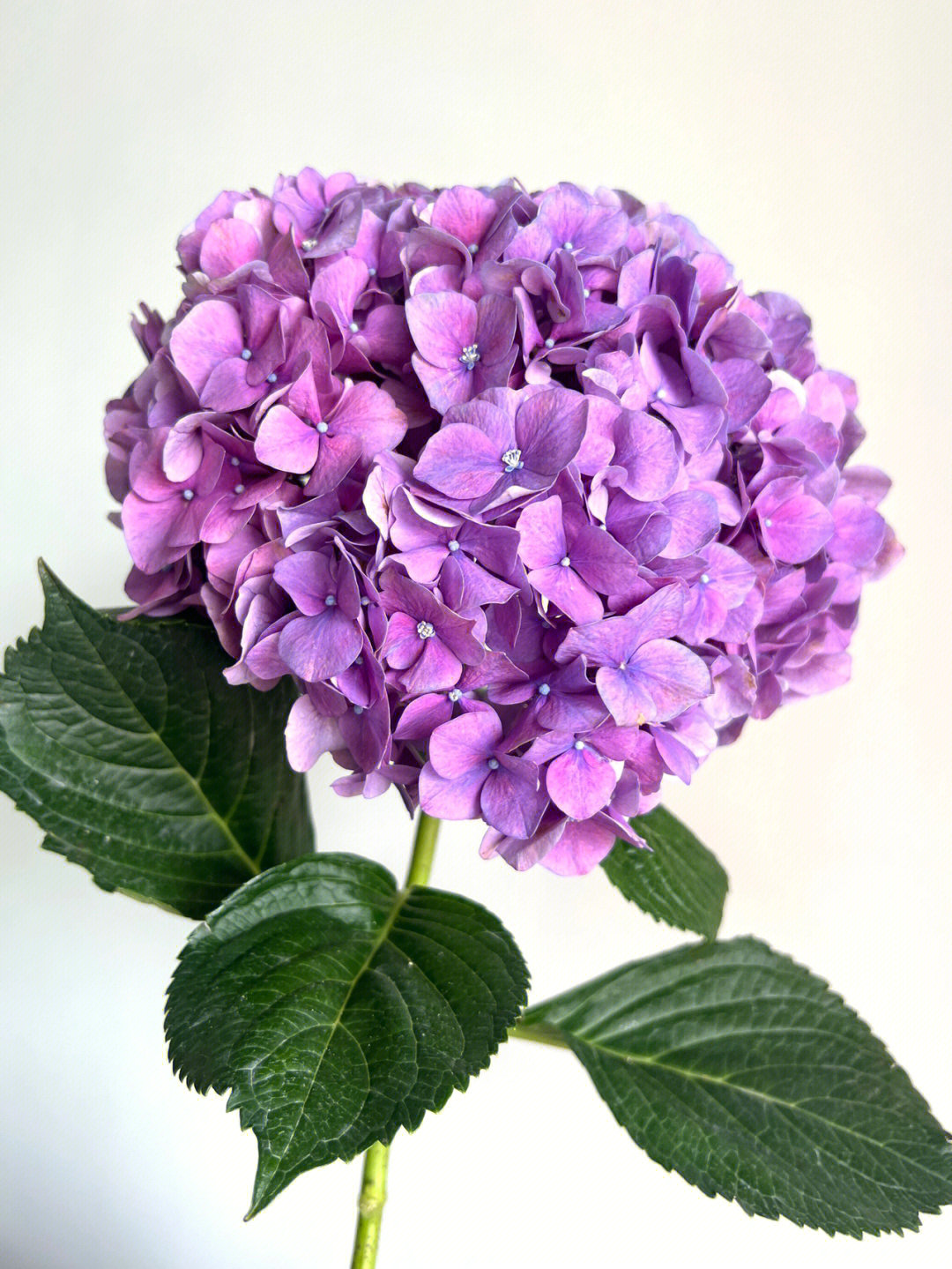 紫色绣球花简笔画图片