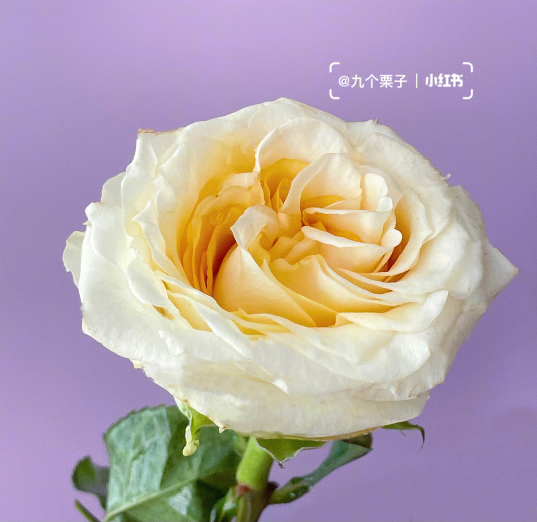 奶油小生玫瑰花语图片