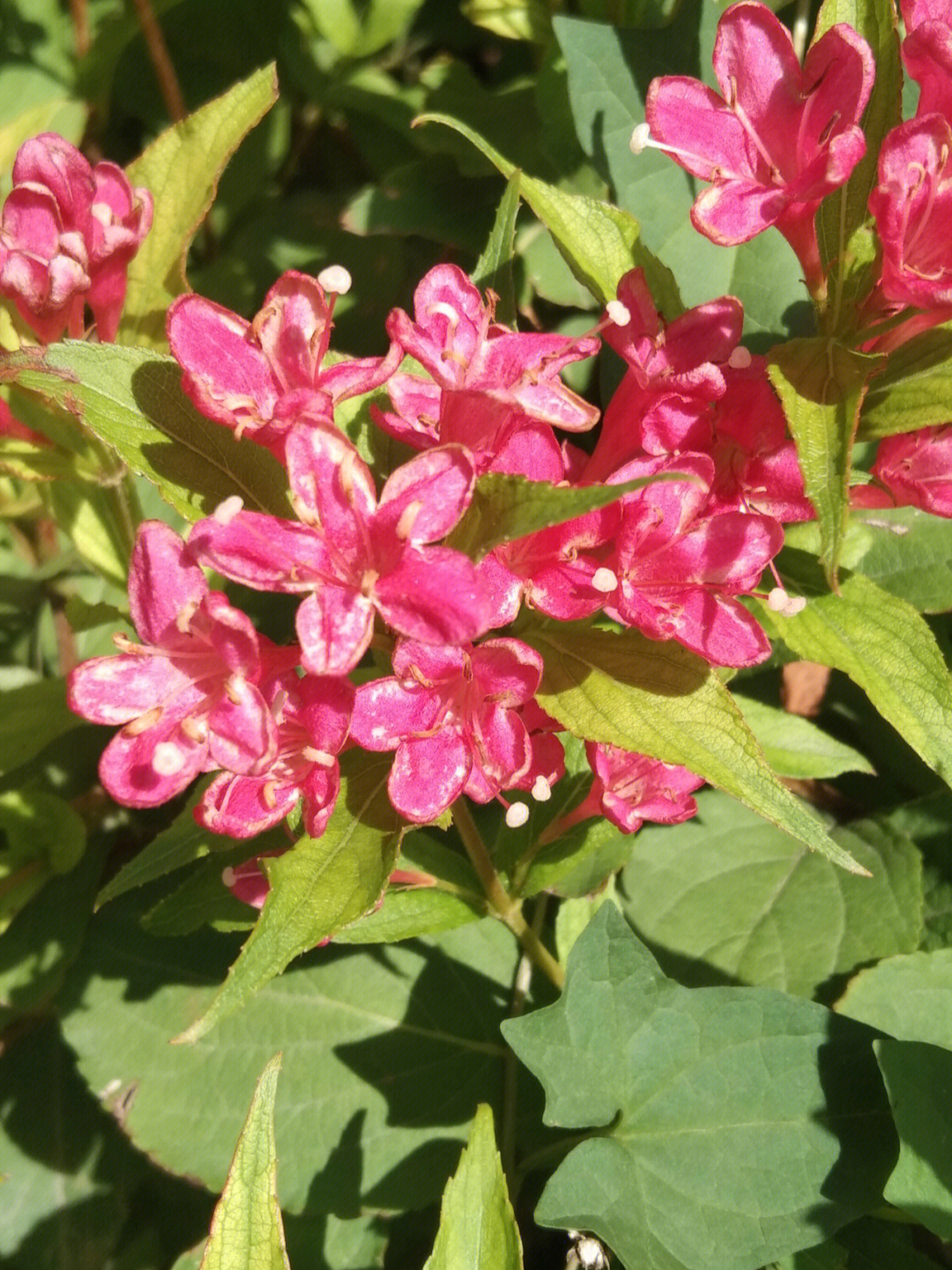 风中锦带花