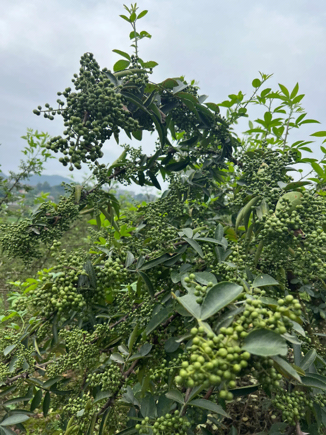 重庆江津九叶青鲜花椒