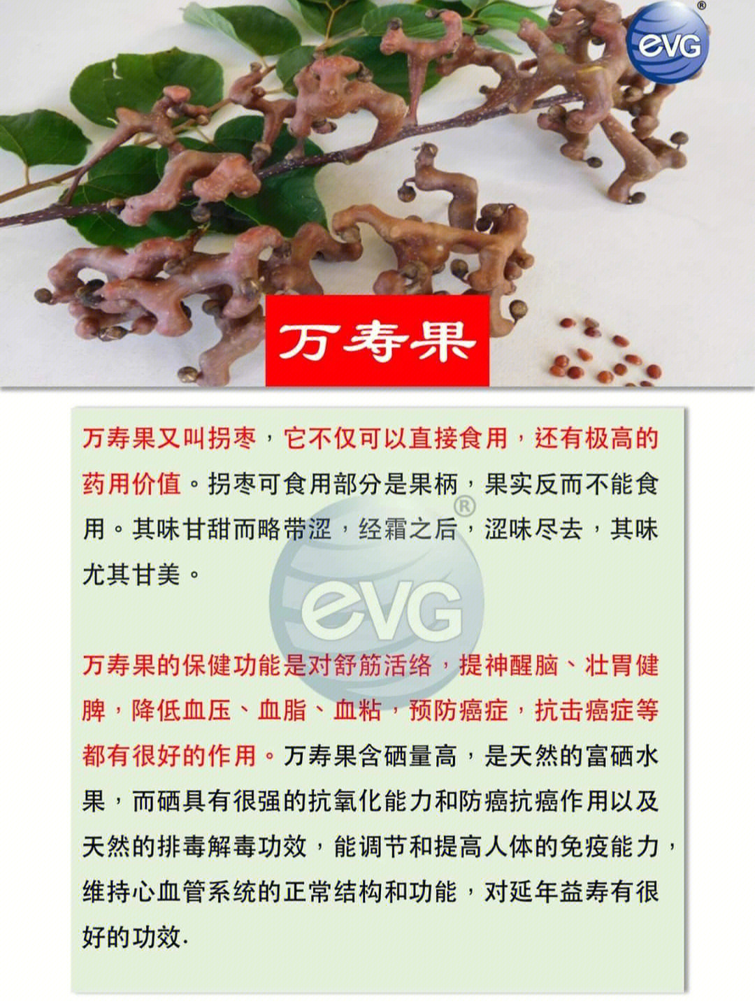 拐子树药用价值图片