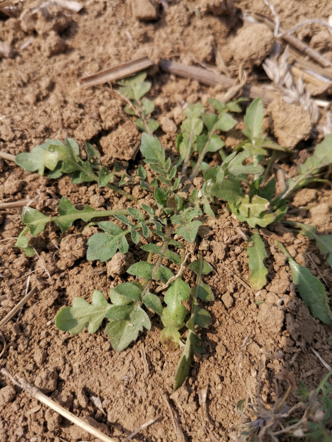 挖荠菜