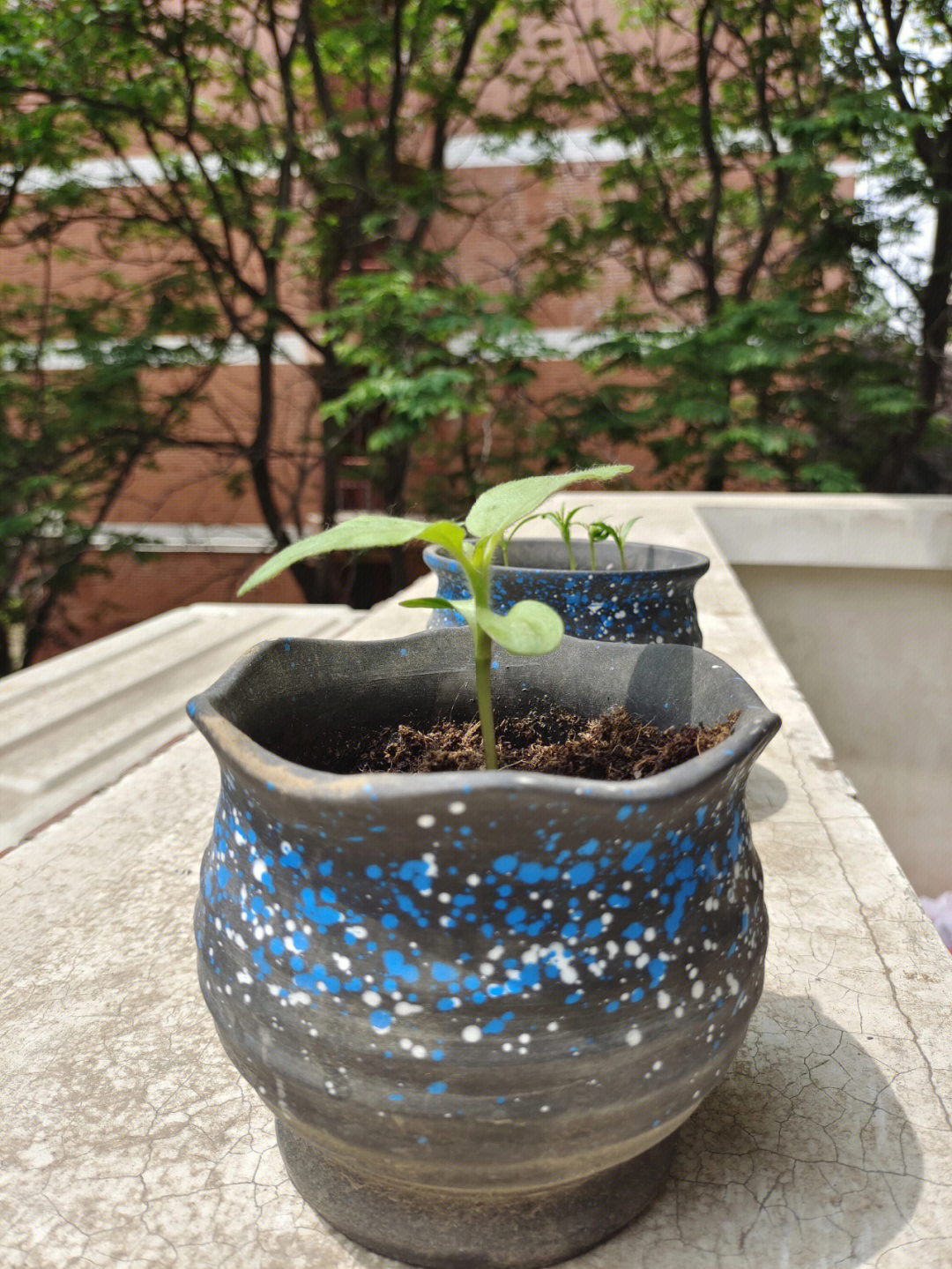 矮生向日葵情人节种植图片