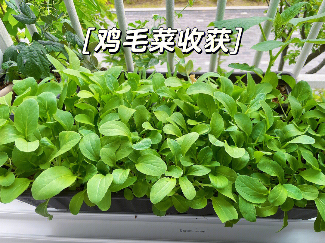 阳台种植鸡毛菜收获