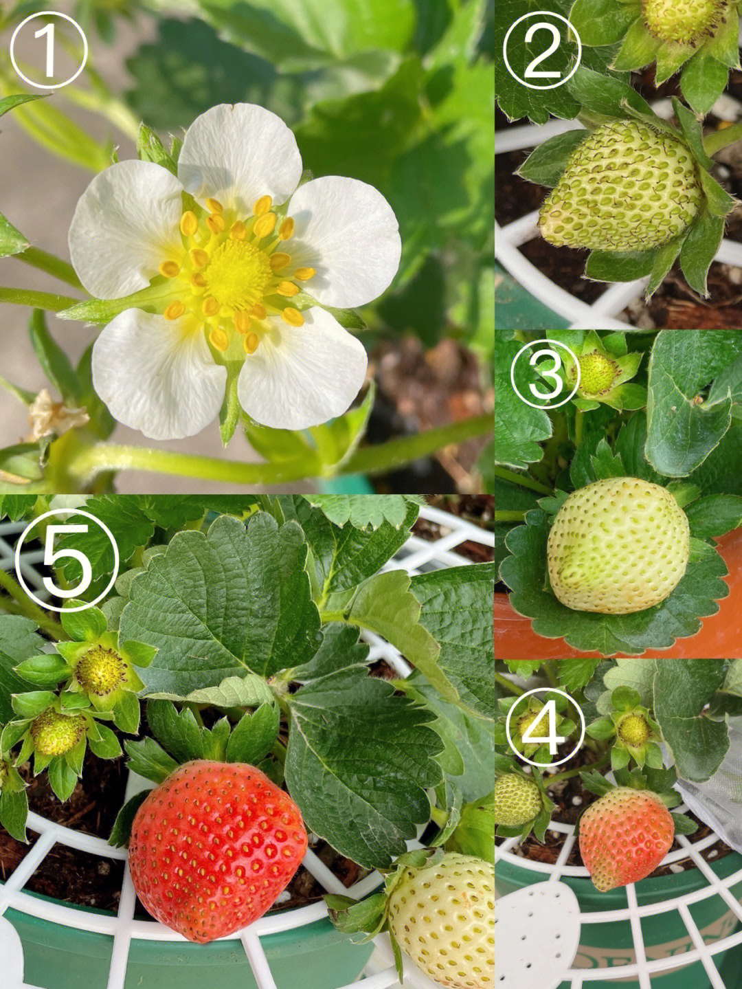 草莓的生长过程记录图图片