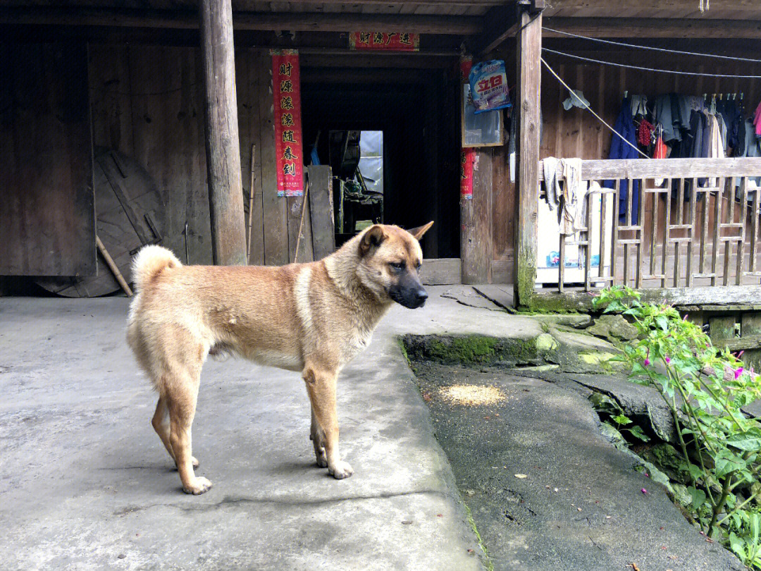 练庸田园犬图片图片