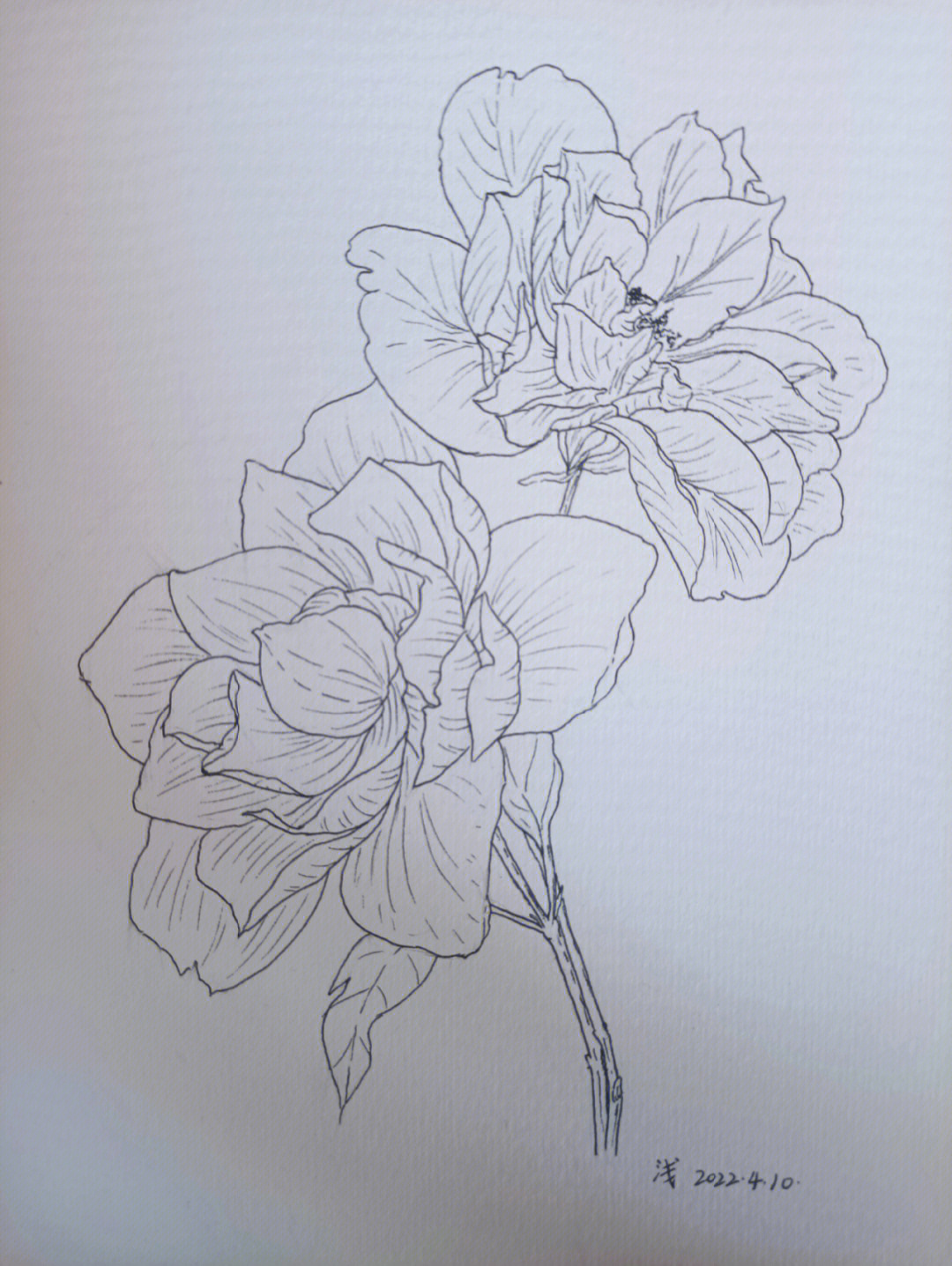 月季花写生线描图片