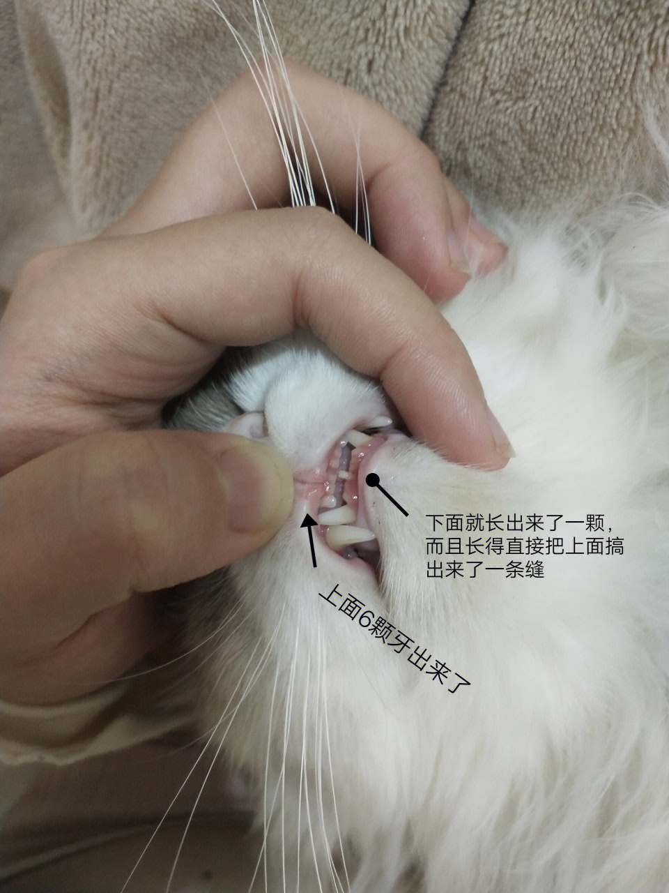 猫的牙齿构造完整图图片