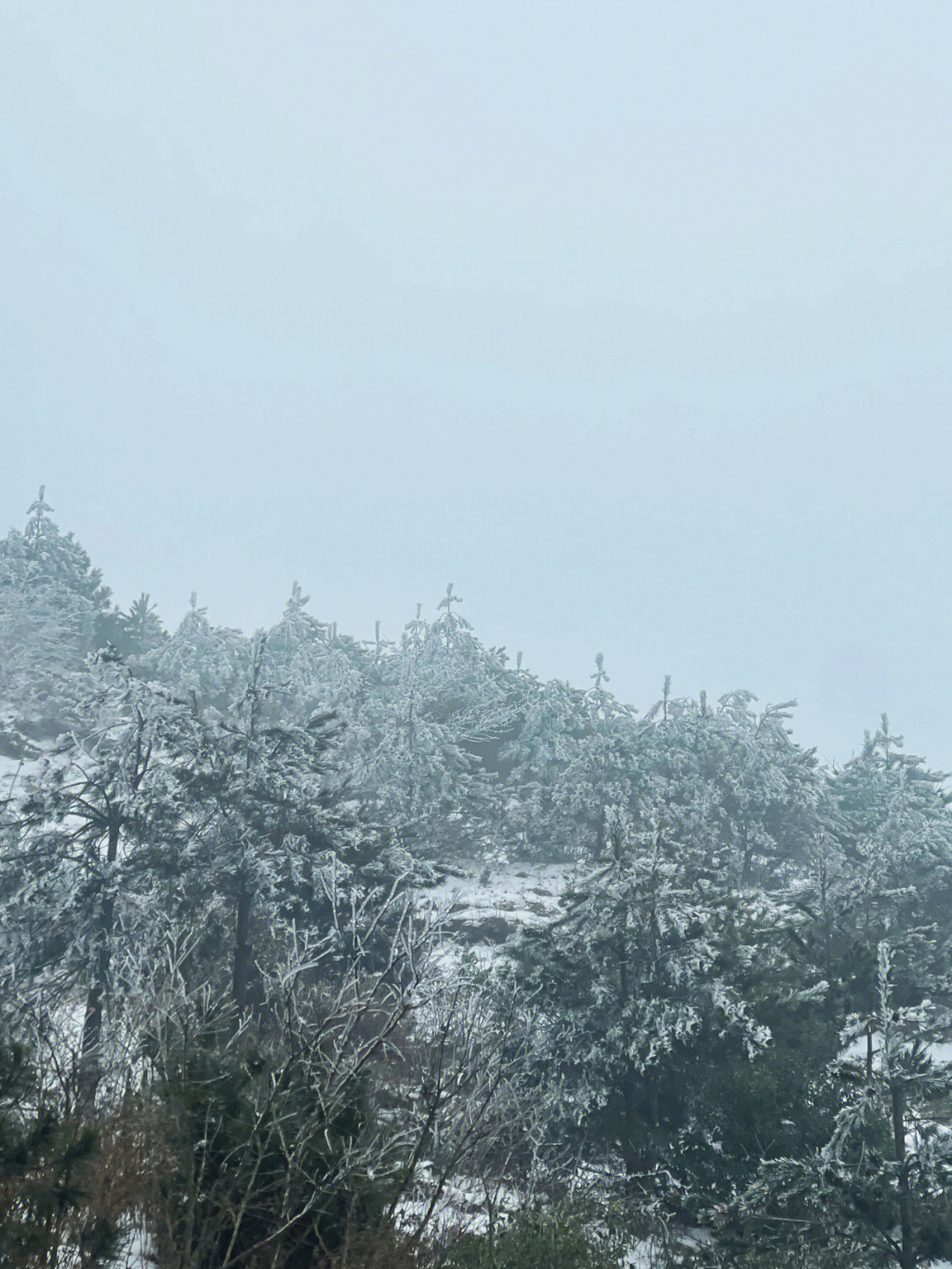 大寺基滑雪场图片