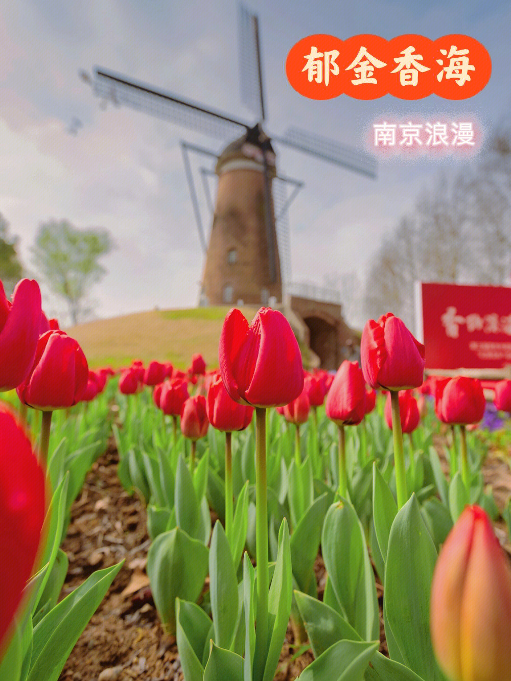 南京花海风景区图片