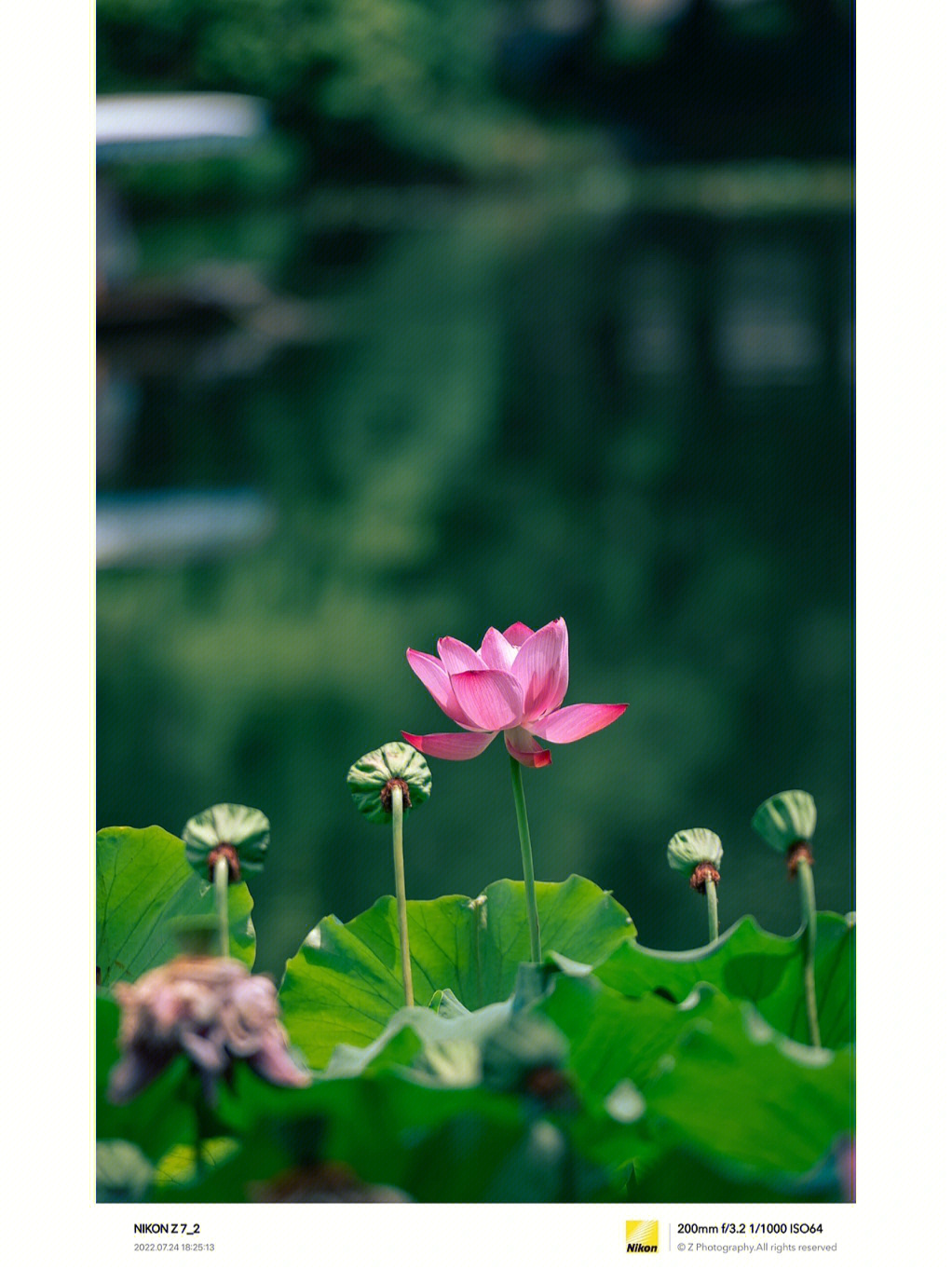 盛夏时节曲院风荷