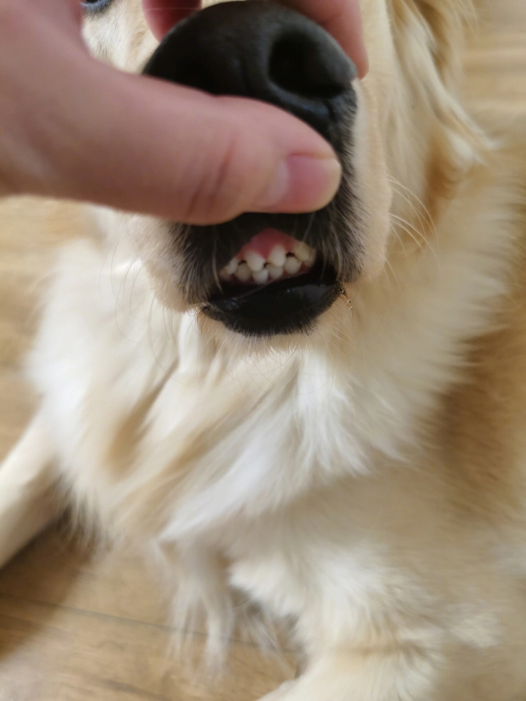 金毛三个月牙齿图片图片