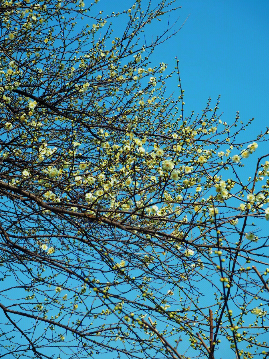 梅花树 一年四季图片