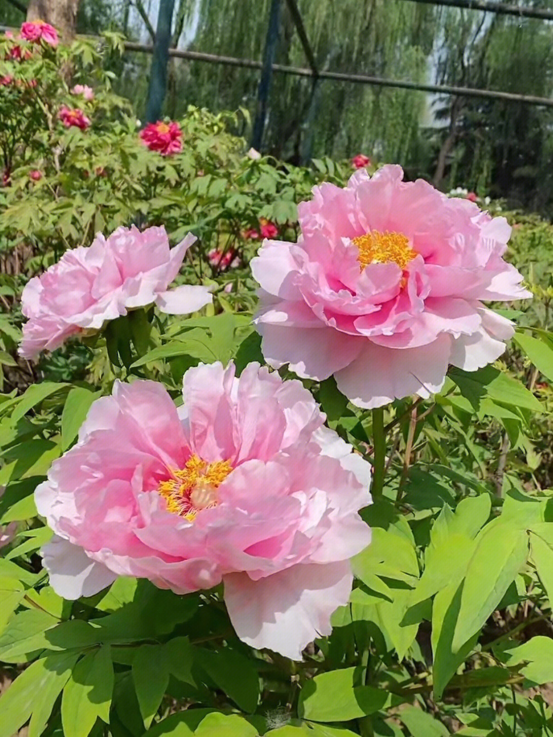 跟着直播云赏牡丹花,洛阳中国国花园的牡丹,直播截图来的啊,真好看,一