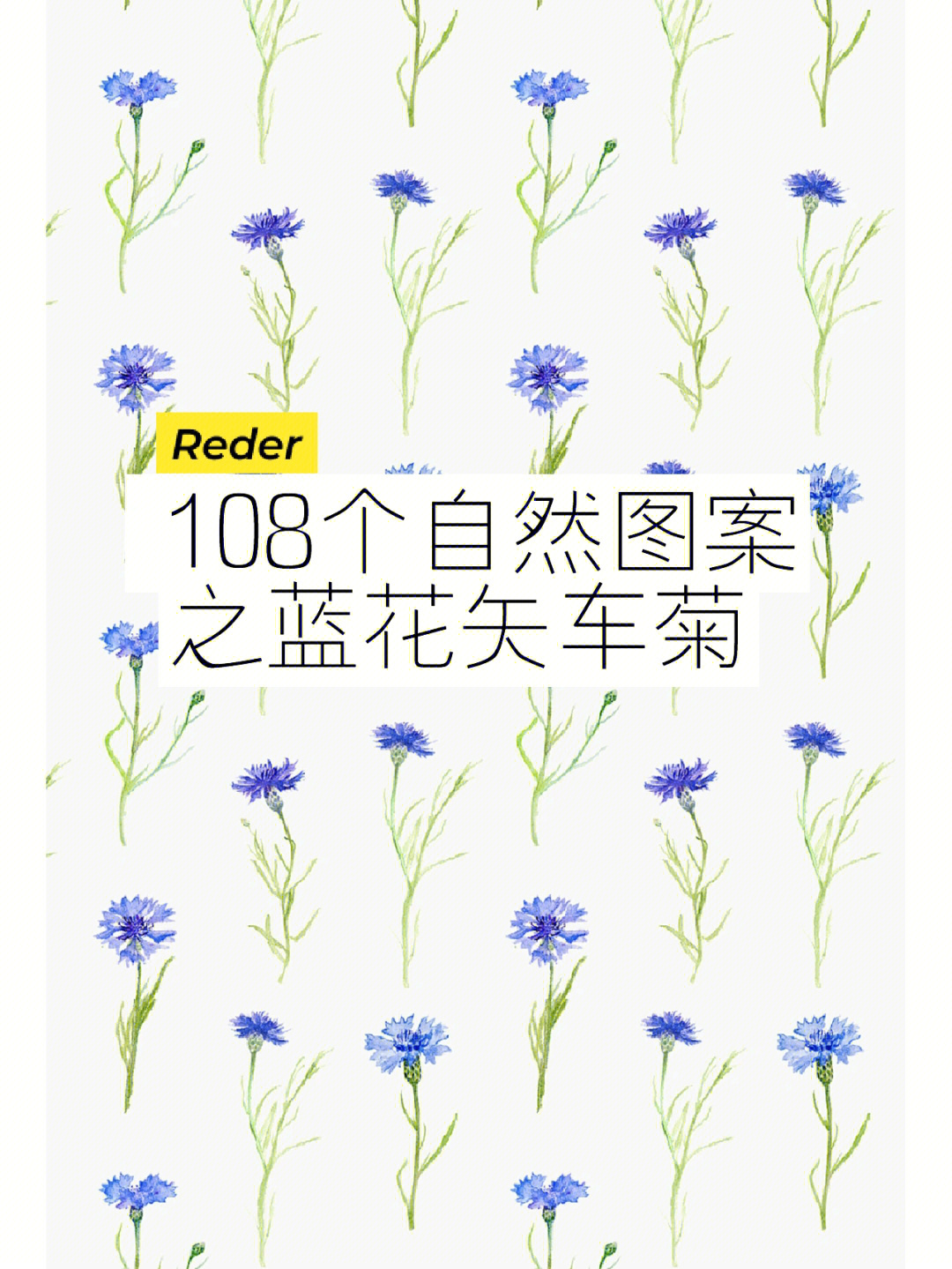 108个自然手绘图案之蓝花矢车菊