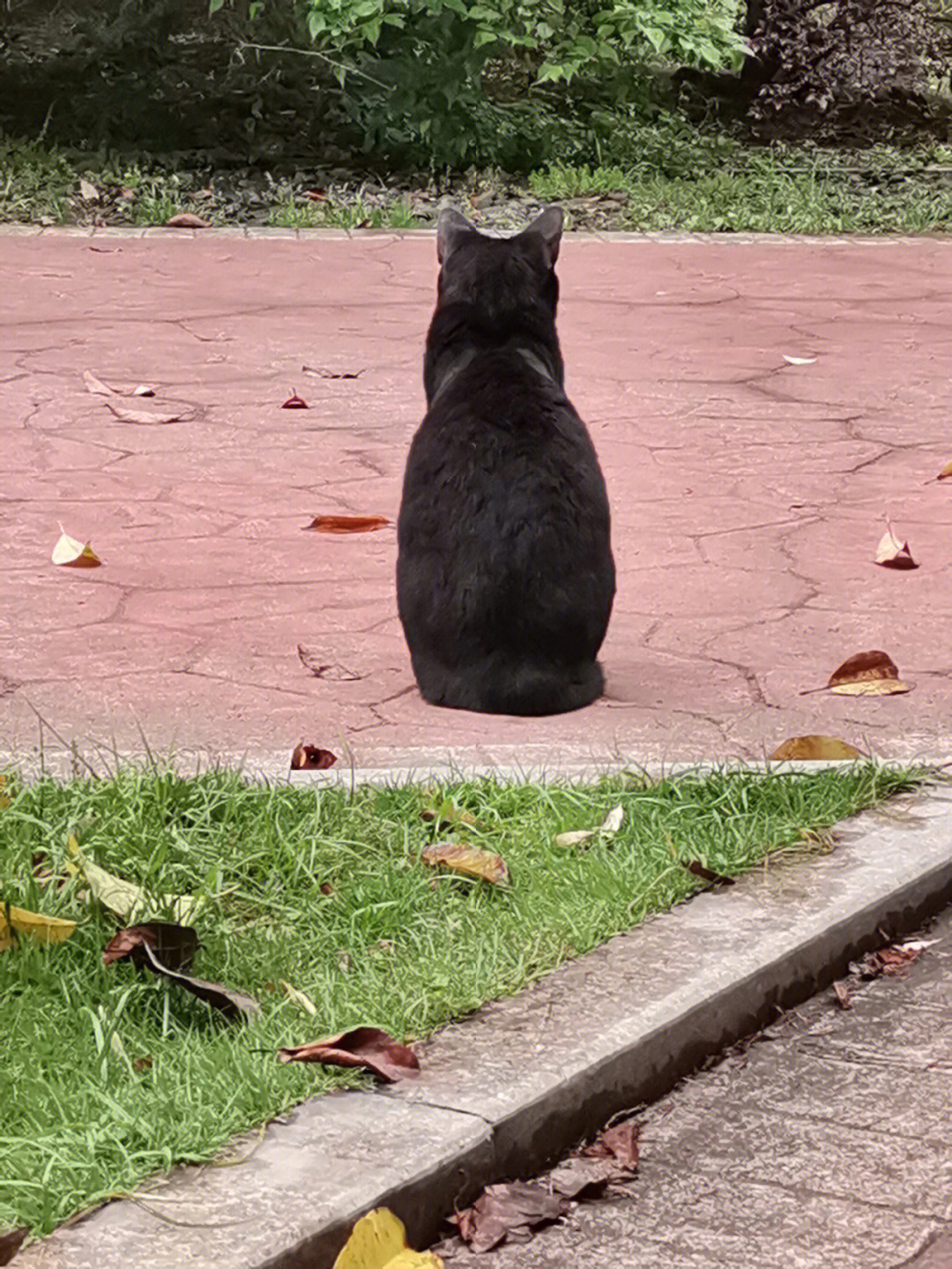 冷酷猫猫在线走猫步