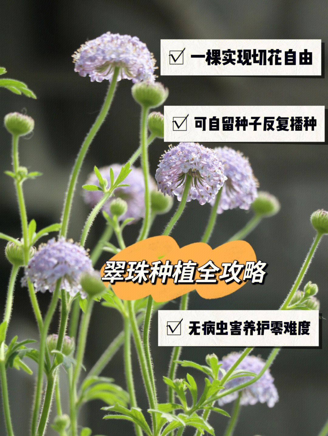 翡翠珠植物的养殖方法图片