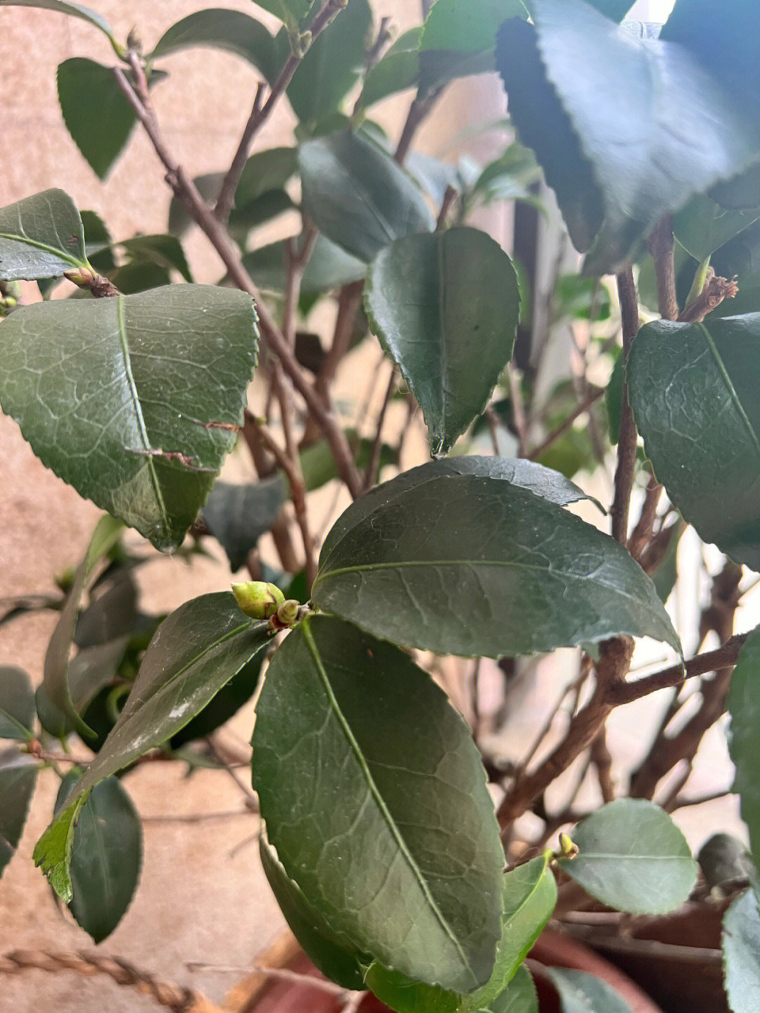 茶花叶子下垂图片