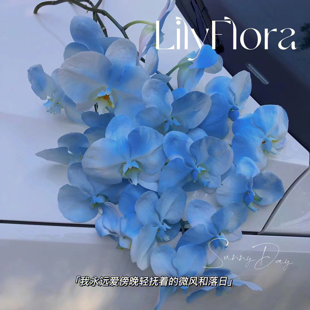蓝色蝴蝶兰 花语图片