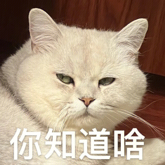 b站猫猫头图片