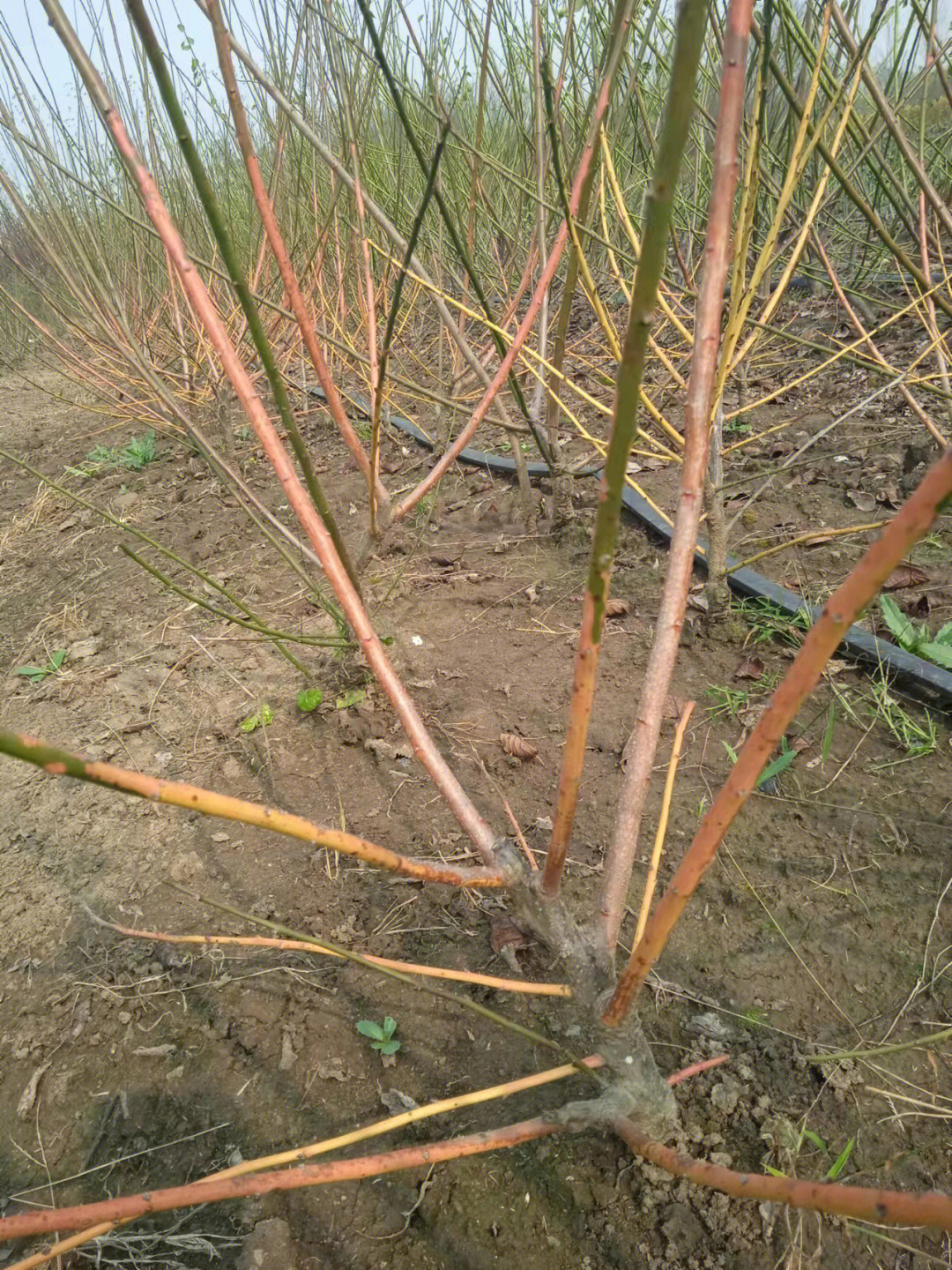 莳出锦梅花开花图片图片