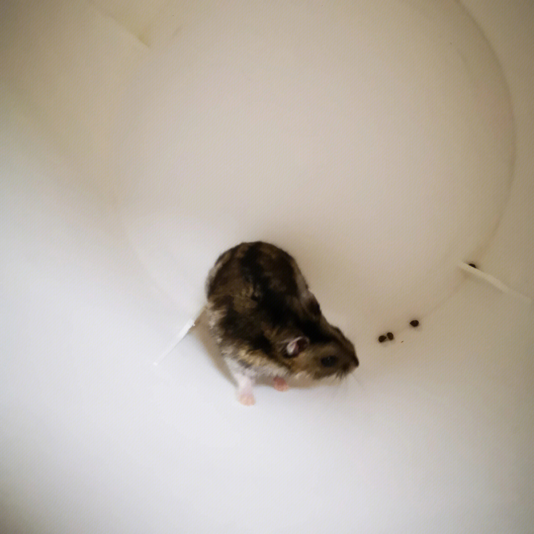 另外,鼠子总喜欢在浴沙里尿尿,好臭好臭的,怎么调教能让鼠子知道在尿