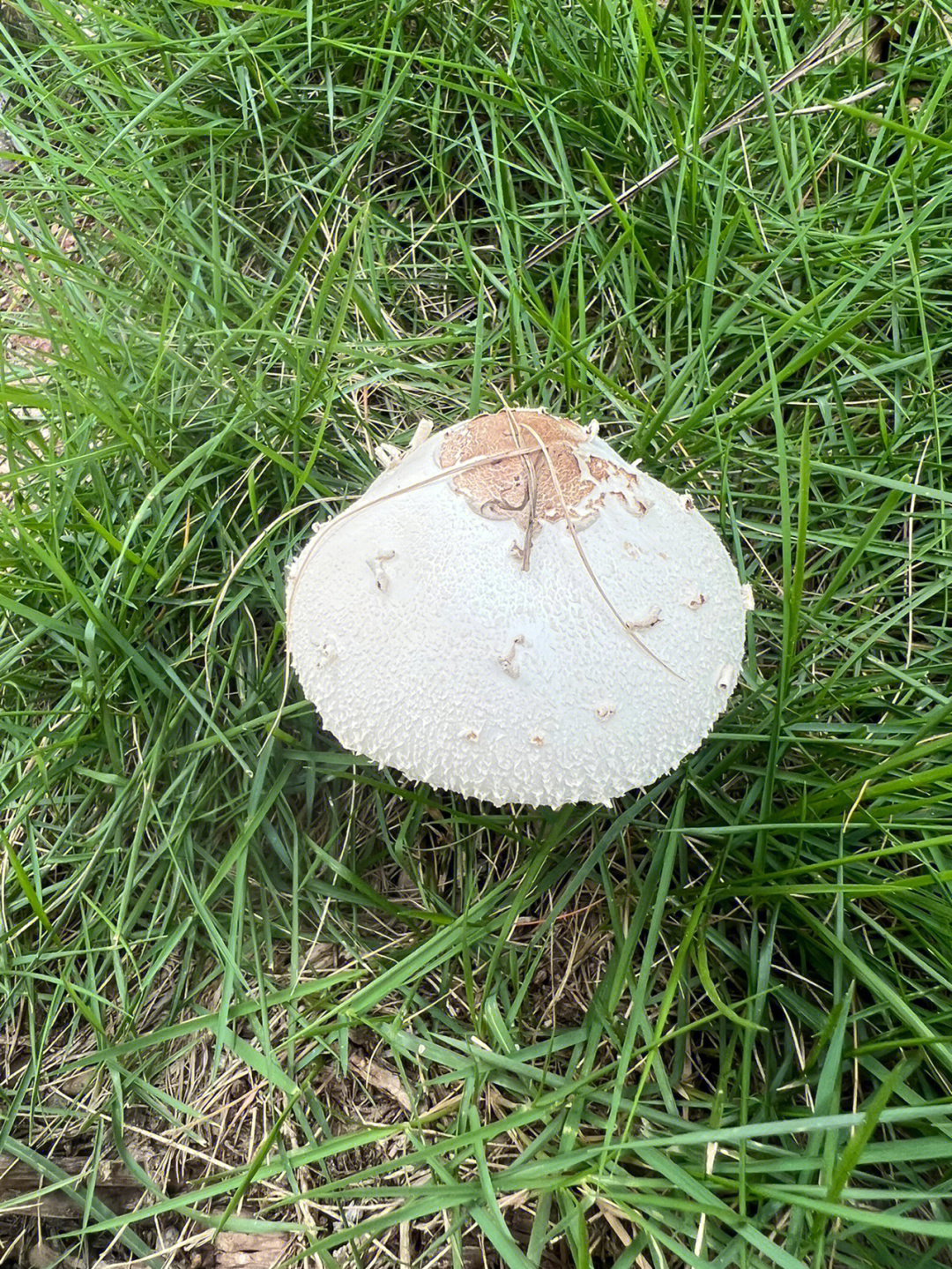 毒蘑菇#大青褶伞