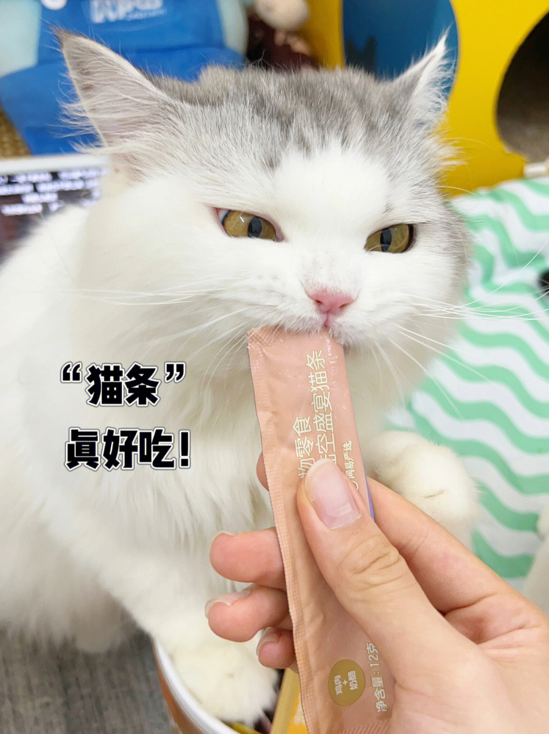 宠物零食猫咪零食猫条测评60