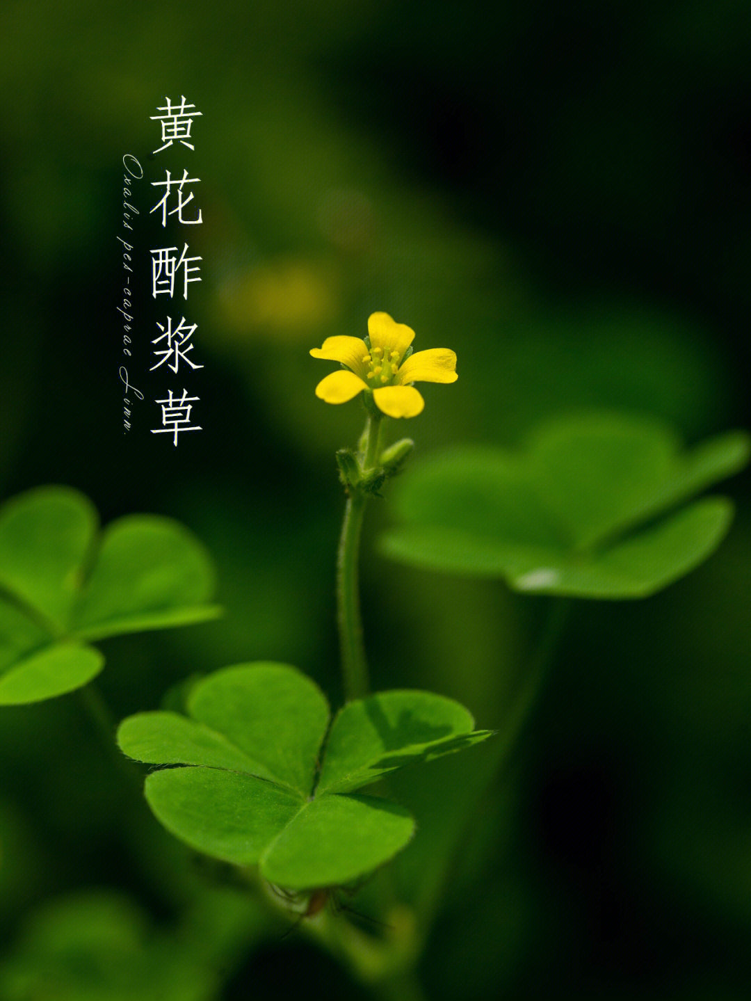 黄花酢浆草秋天的野花