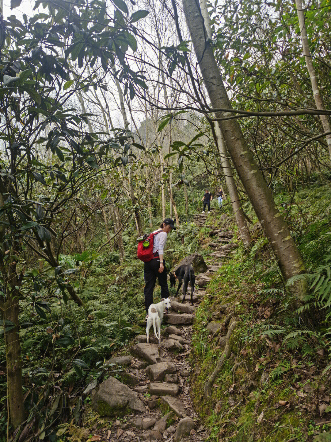 成都周边16|鹤鸣山(记喏喏的第一次爬山)