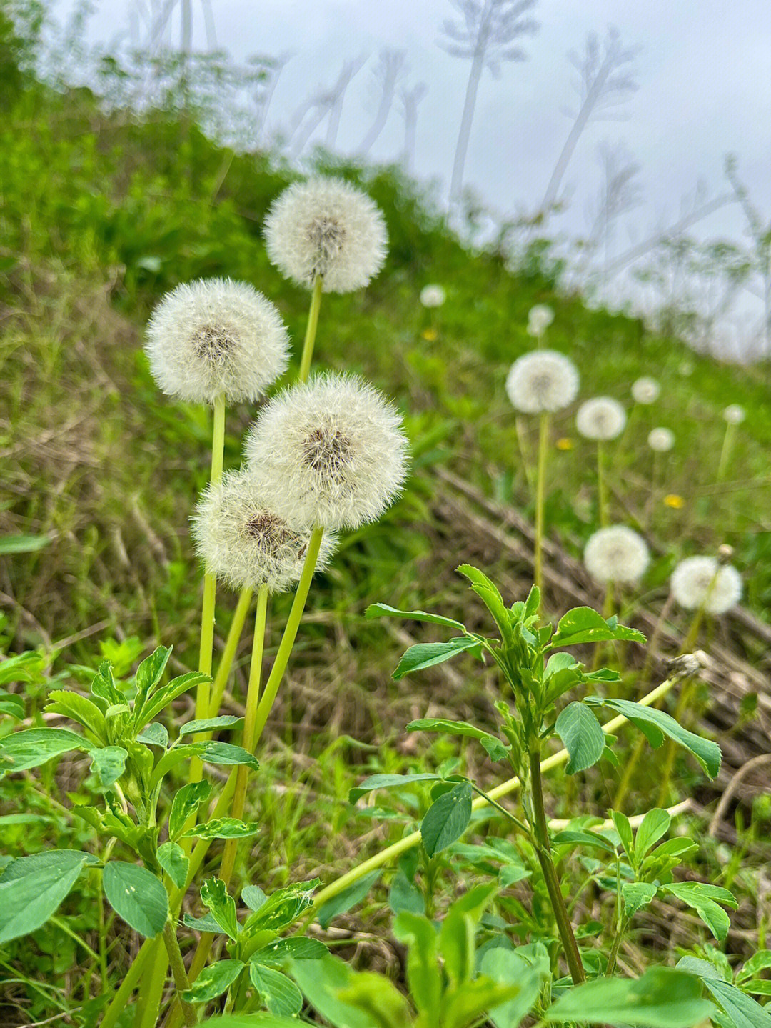 圆圆的蒲公英