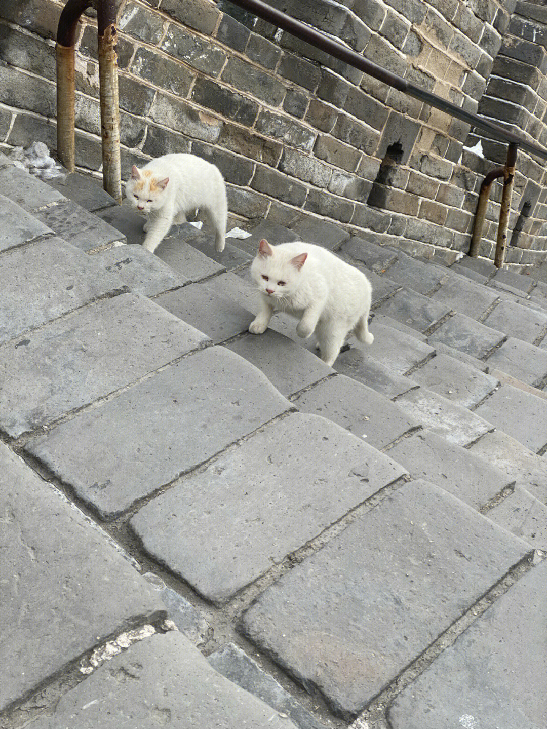 中国长城猫俱乐部图片