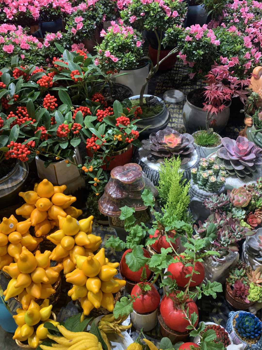上海散心攻略虹桥花卉市场