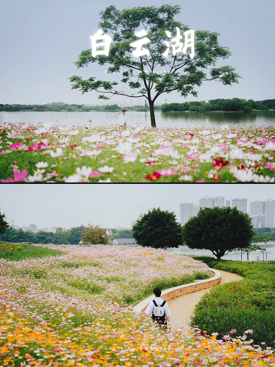 广州白云湖樱花岛图片