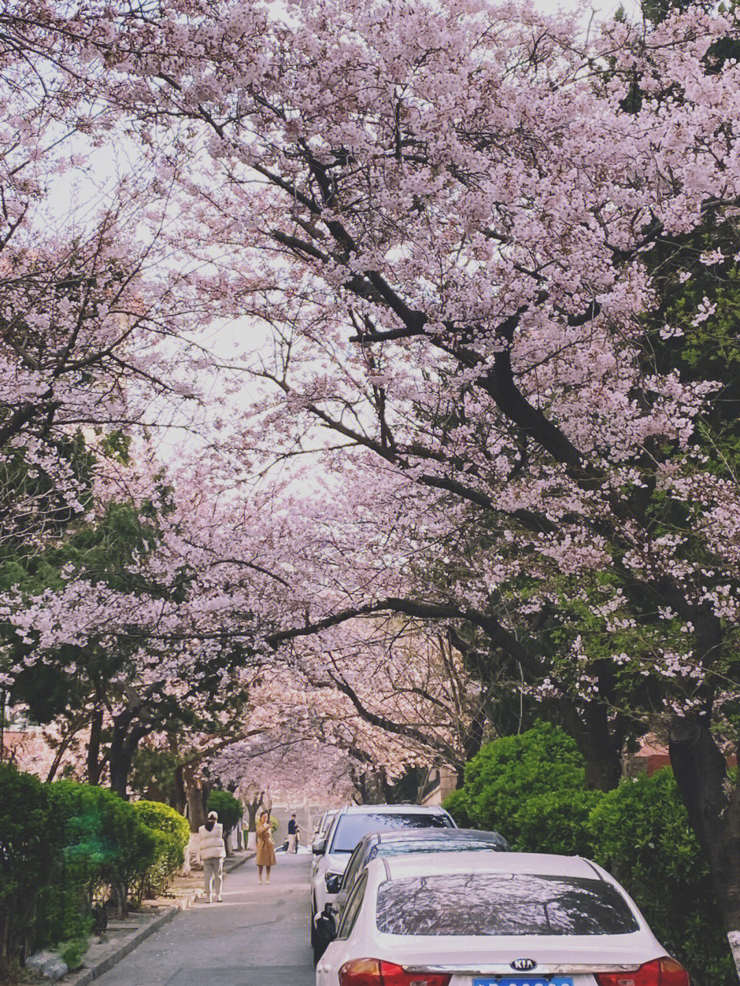 三明南路的樱花