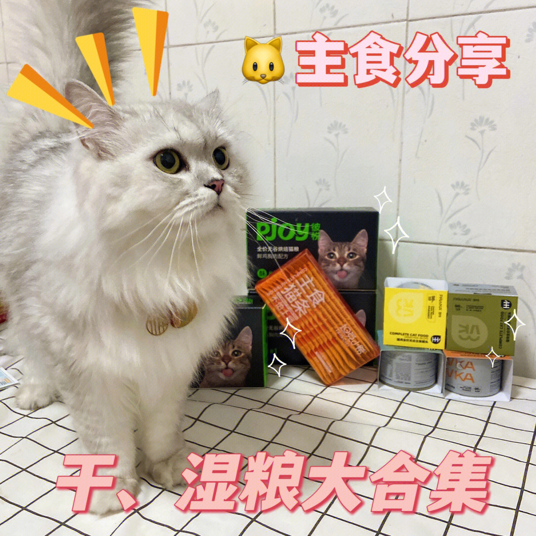 猫咪主食只吃干粮那你就错了74