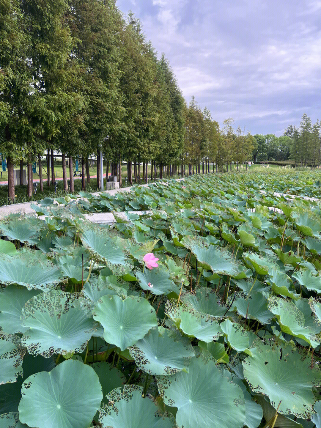 嘉定中心城附近的远香湖公园